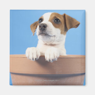Imán Perro en maceta