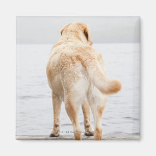 Imán Perro en muelle
