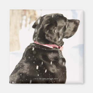 Imán Perro en nieve