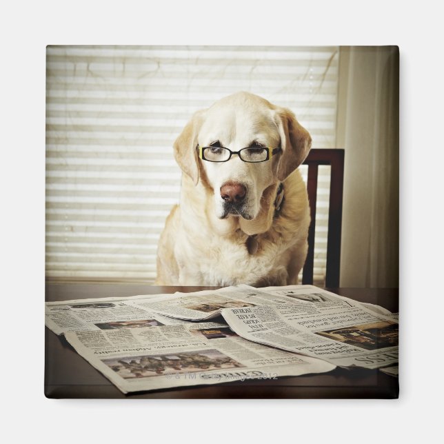 Imán Perro en rutina matutina (Frente)