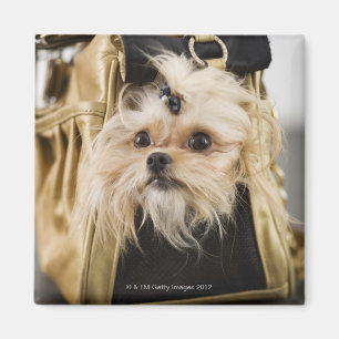 Imán Perro en un monedero