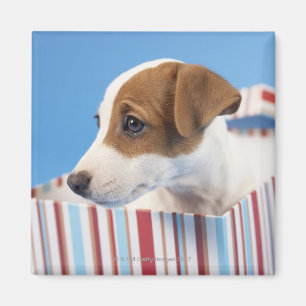 Imán Perro en una caja de regalo