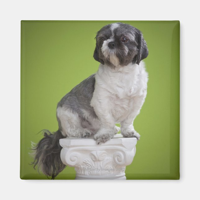 Imán Perro en una columna (Frente)