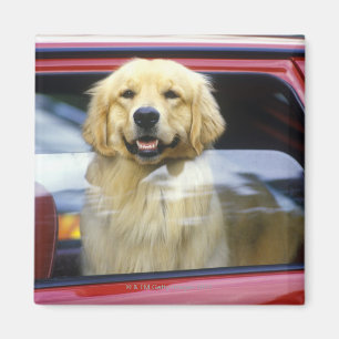 Imán Perro en ventanilla del coche roja