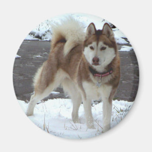 Imán Perro esquimal de la nieve