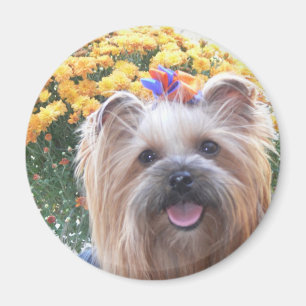Imán Perro feliz