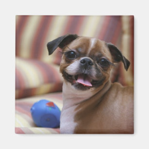 Imán Perro feliz con juguete