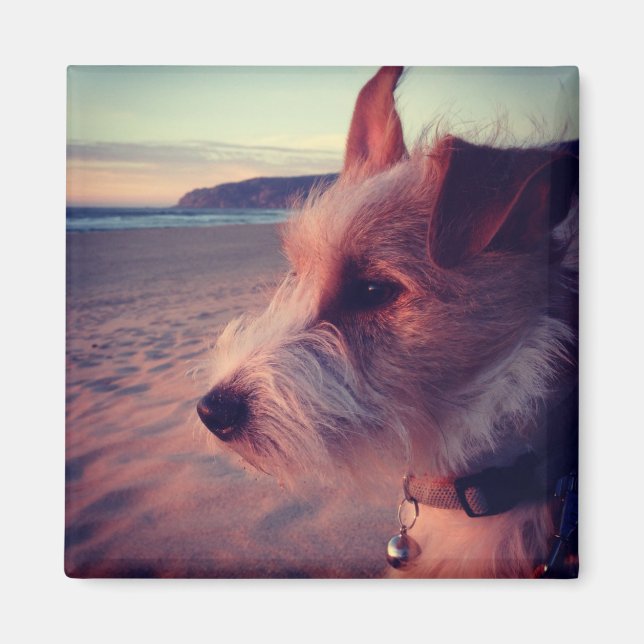 Imán Perro Frente A La Playa (Frente)