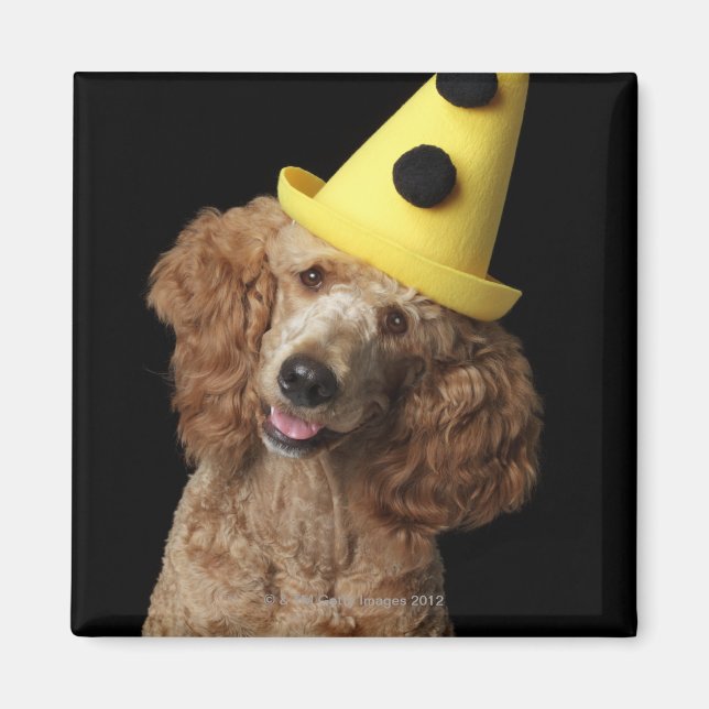 Imán Perro Golden Poodle con gorra de payaso amarillo (Frente)