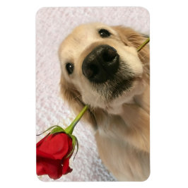 Imán Perro Golden Retriever con rosa rojo