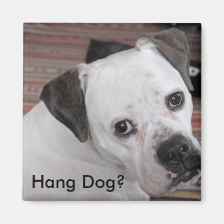 Imán ¿Perro Hang?