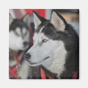 Imán Perro husky antes de una carrera, Canadá