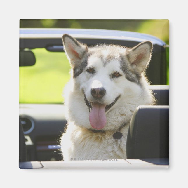Imán Perro Husky de descapotable (Frente)