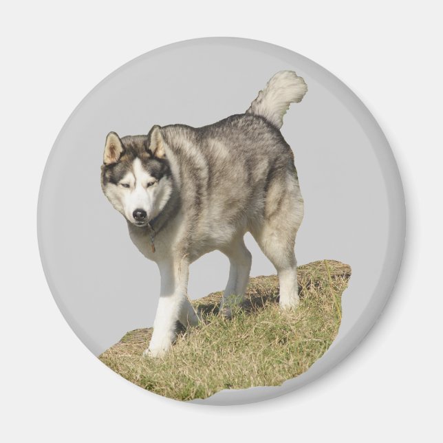 Imán Perro Husky Siberiano (Frente)
