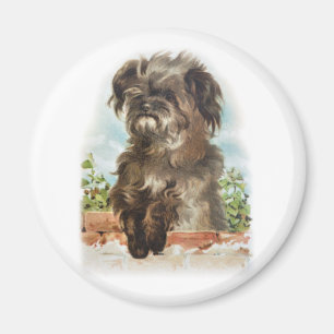Imán perro lanudo del vintage