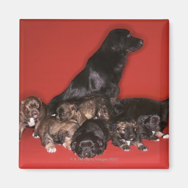 Imán Perro madre con cachorros (Frente)