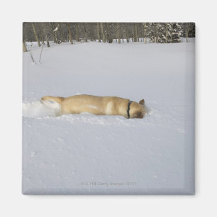 Imán Perro madriguera en nieve