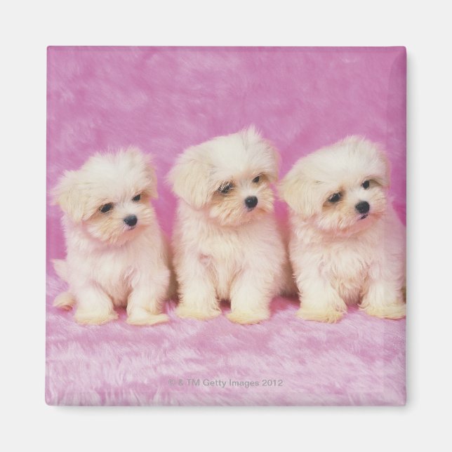 Imán Perro maltés; es una pequeña raza de perro blanco (Frente)