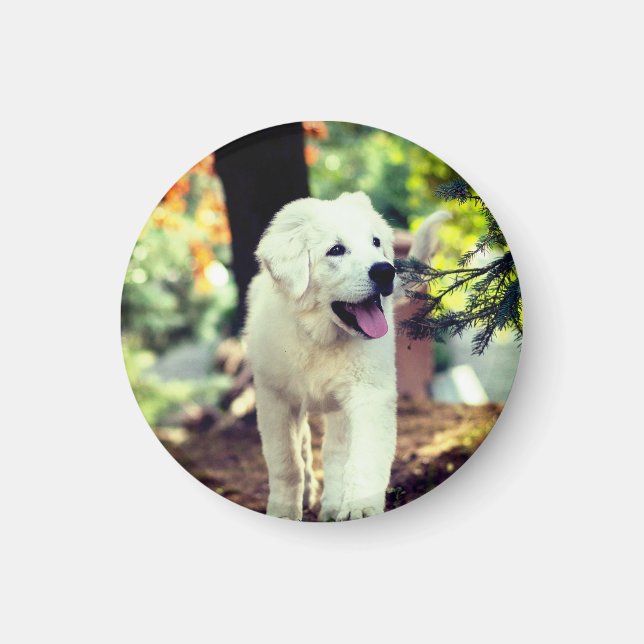 Imán Perro, Mascota, canino (Frente)