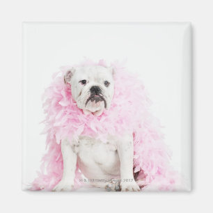 Imán Perro masculino blanco con la boa rosada