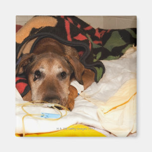 Imán perro mayor en la Unidad de Cuidados Intensivos