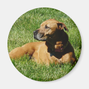 Imán perro, mezcla del pitbull/del boxeador