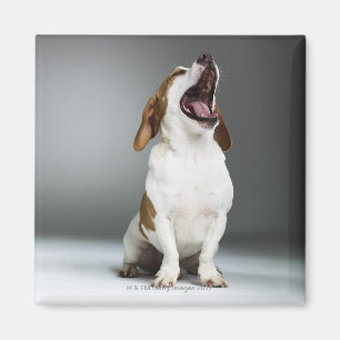 Imán Perro mezclado que bosteza, primer de la raza