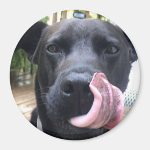 Imán Perro negro