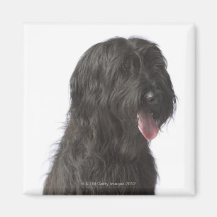 Imán Perro negro, Briard