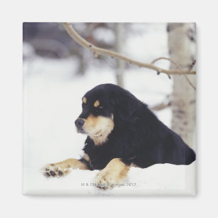 Imán Perro negro en la nieve