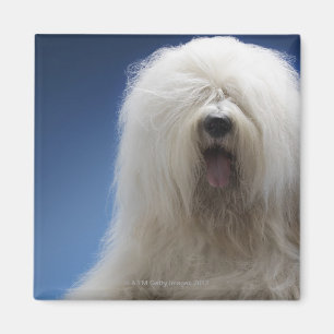 Imán Perro pastor