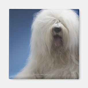 Imán Perro pastor