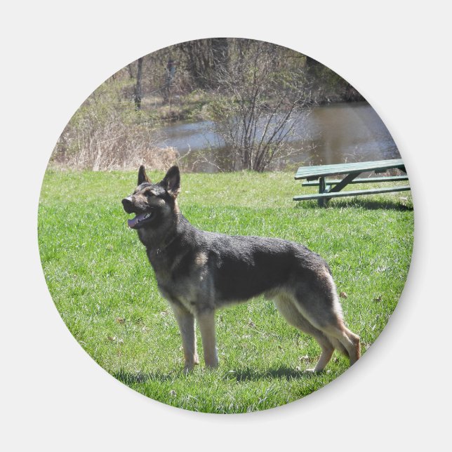 Imán Perro pastor alemán (Frente)