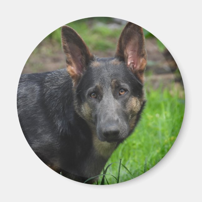 Imán Perro Pastor Alemán Azul (Frente)