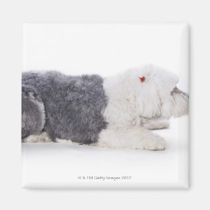 Imán Perro pastor inglés viejo en el fondo blanco