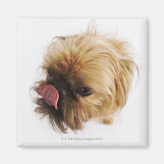Imán Perro pequeño con fondo blanco, vista de ángulo al (Frente)