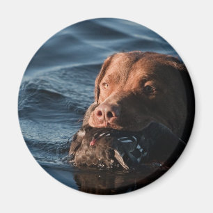 Imán Perro perdiguero de bahía de Chesapeake