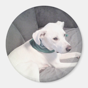 Imán Perro picado blanco con grifo verde