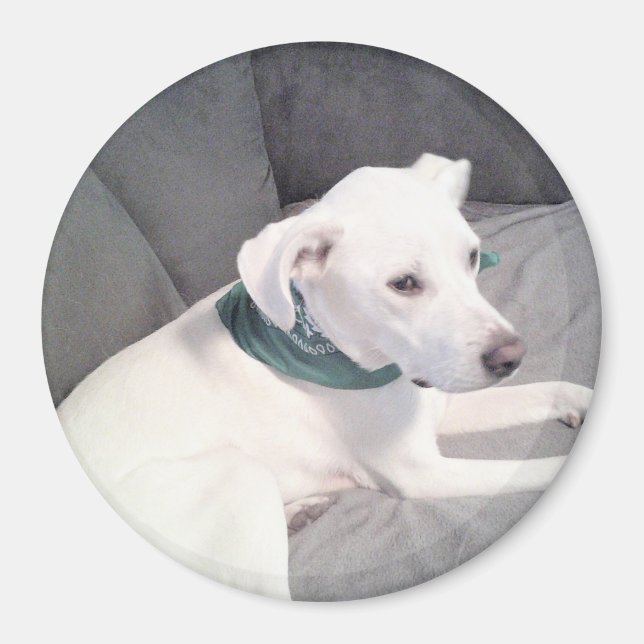 Imán Perro picado blanco con grifo verde (Frente)