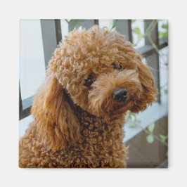 Imán Perro picante de caniche marrón esponjoso