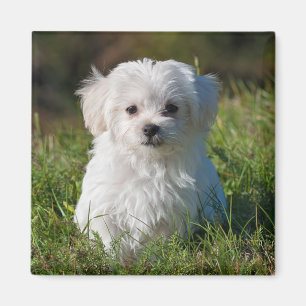 Imán Perro picante maltés blanco, mullido