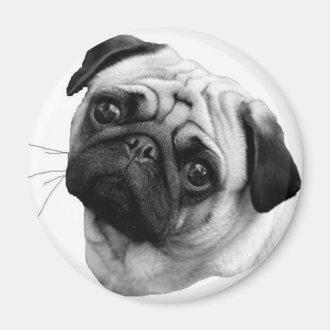 Imán Perro Pug (Frente)