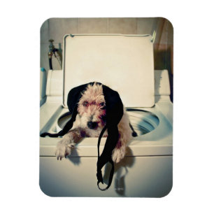 Imán Perro que ayuda hacia fuera con el lavado