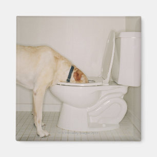 Imán Perro que bebe fuera de retrete