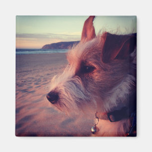 Imán Perro que hace frente a la playa