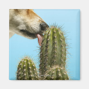 Imán Perro que lame el cactus, primer