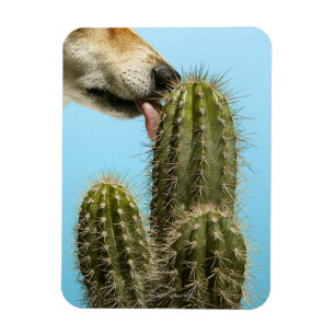 Imán Perro que lame el cactus, primer