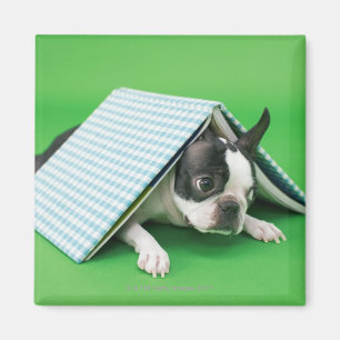 Imán Perro que miente debajo del libro