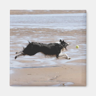 Imán Perro que persigue una bola en la playa