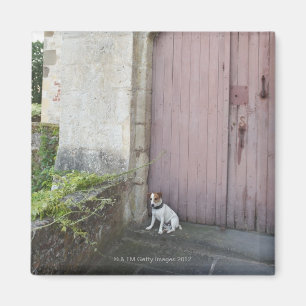 Imán Perro que se sienta delante de puertas cerradas